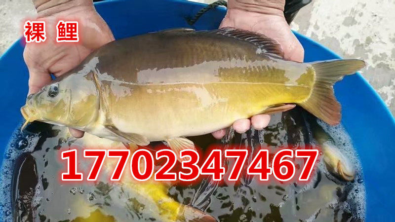 活体鱼苗无甲鲤鱼裸斑鲤鱼光鲤鱼苗无鳞鱼裸鲤淡水鱼养殖德国镜鲤