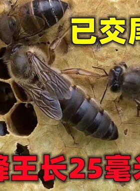 中蜂蜂王种王土蜂交尾新开产王四川阿坝产卵王优质广西处女蜜蜂王