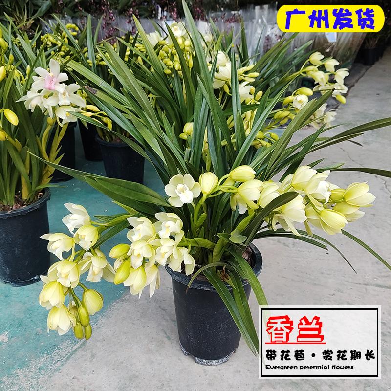 白玉香兰大花蕙兰墨兰蝴蝶兰