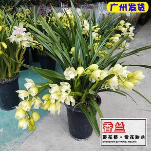 白玉香兰大花蕙兰墨兰蝴蝶兰盆栽兰花年宵鲜花花卉带花苞室内植物