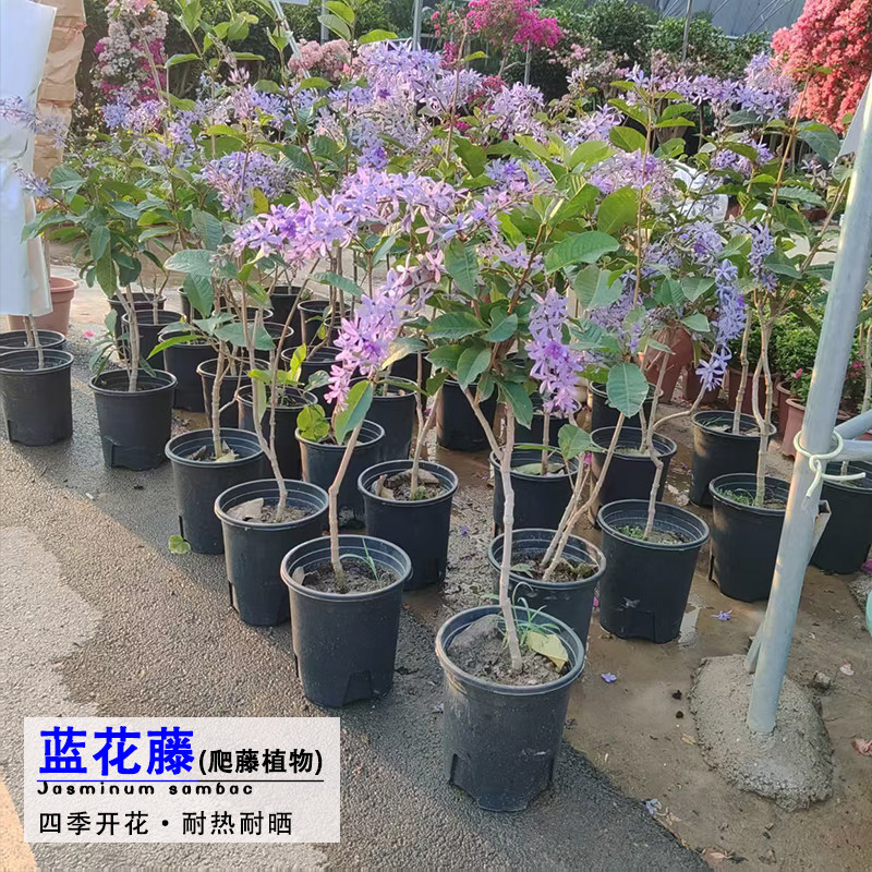 蓝花藤盆栽鲜花爬藤植物四季开花耐热易活庭院花园室外绿植花卉,鲜花速递/花卉仿真/绿植园艺,绣球/木绣球/木本植物,淘宝优惠券,粉丝福利购,淘宝优惠卷
