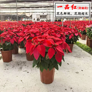 一品红盆栽鲜花圣诞花多年生长喜庆花卉年会庆祝植物客厅阳台室内