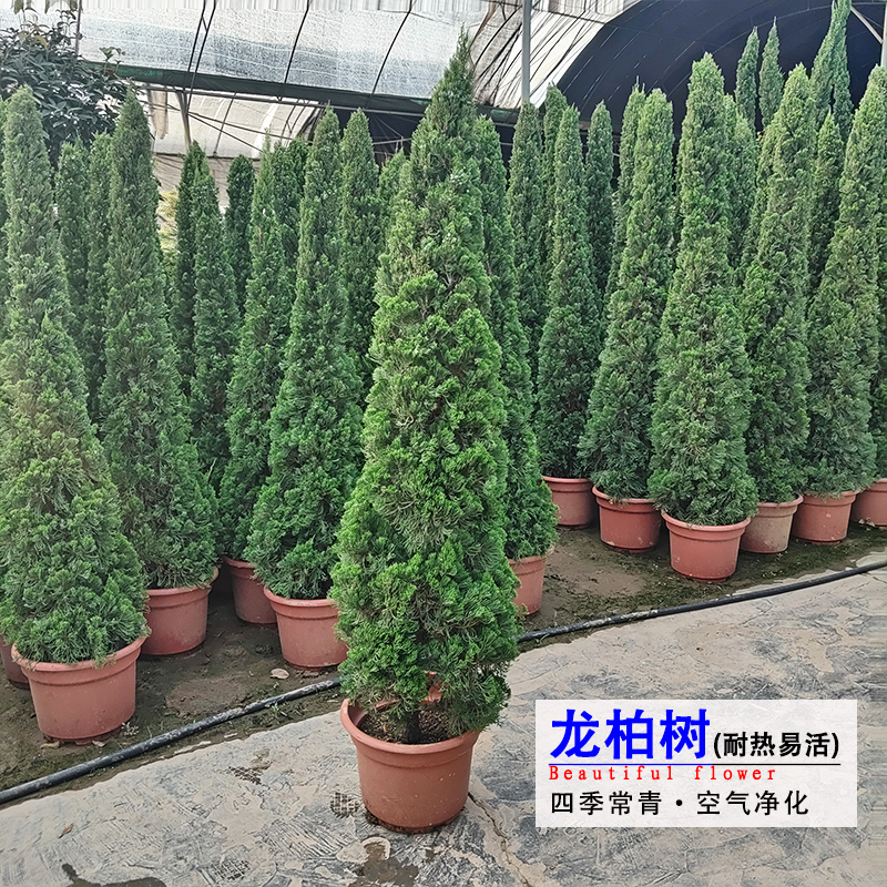 柏树四季常青空气进化美化除甲醛