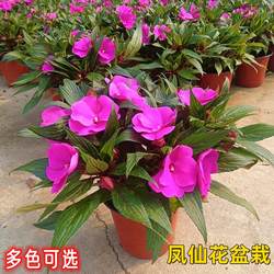 凤仙花盆栽新几内亚凤仙花指甲花带花苞四季开花阳台长春花观花植