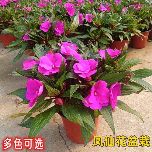 凤仙花盆栽四季开花阳台观花植物