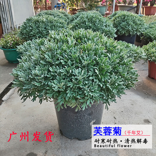 芙蓉菊盆栽鲜花香菊玉芙蓉千年艾蕲艾庭院老桩植物花卉四季好养