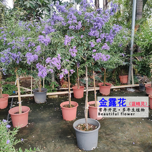 蕾丝金露花盆栽蓝精灵花卉常年开花多年生植物庭院阳台绿植耐热花