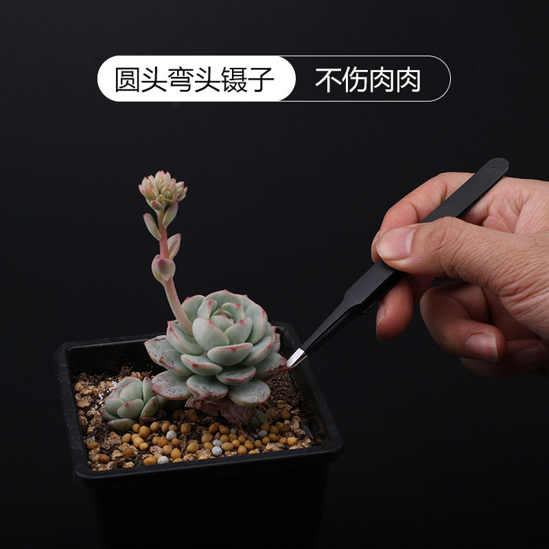 Succulents Tweezers Meaty tool Succulent plants Dedicated Stainless steel tweezers Meat deity Rooted potted housein the Flower delivery/Flowers simulation/Plants gardening , Gardening supplies , Other Garden Supplies  category - from Buy2taobao.com to provide professional Taobao agent buy service