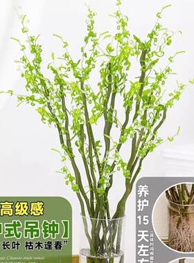 龙柳条水培植物国风藤条