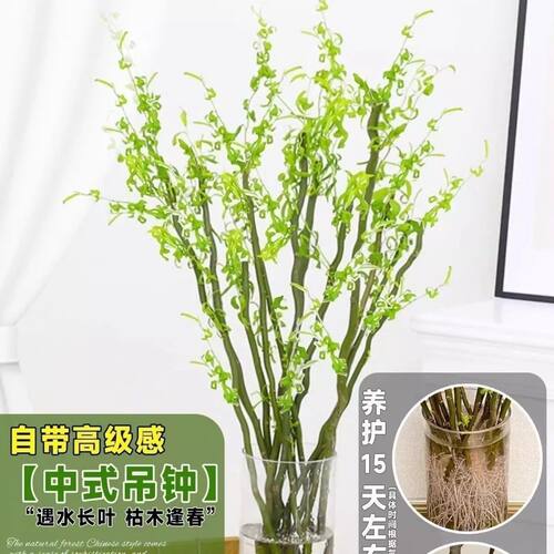 龙柳条水培植物国风藤条