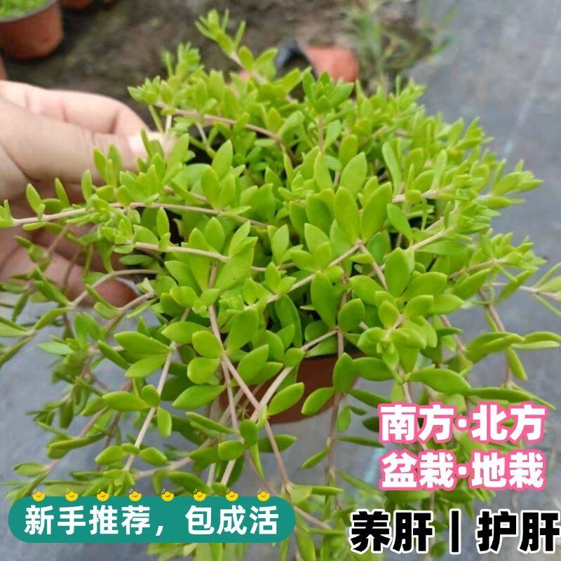 垂盆草新手易养桌面绿植净化空气
