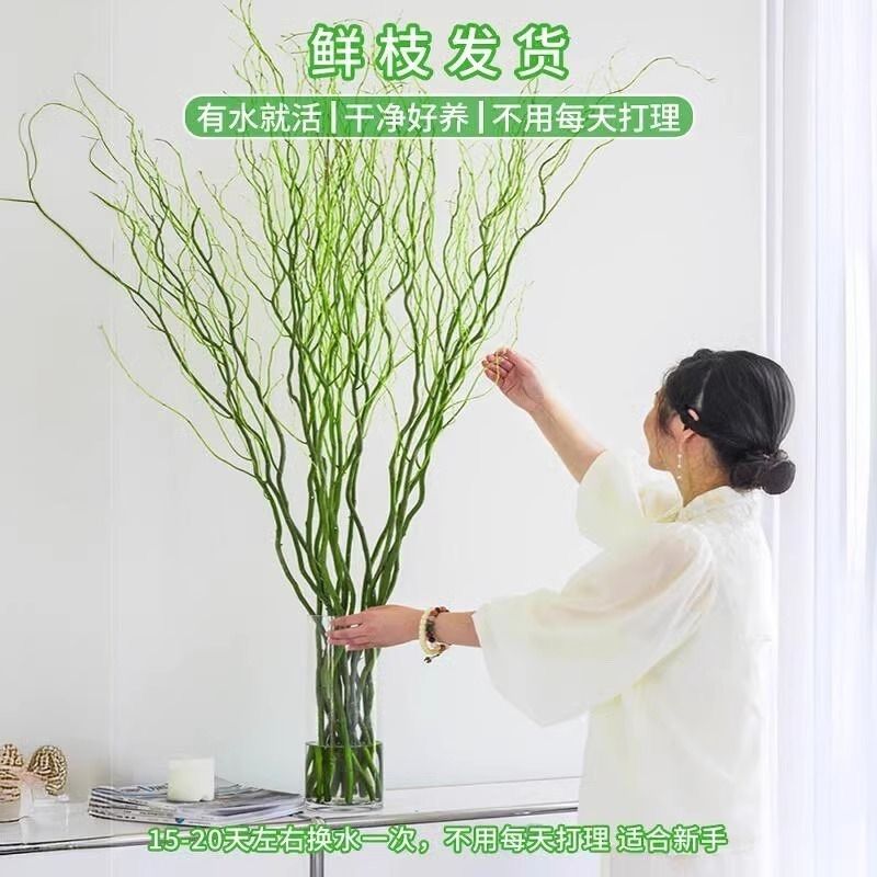 水培植物龙柳鲜枝切花绿植