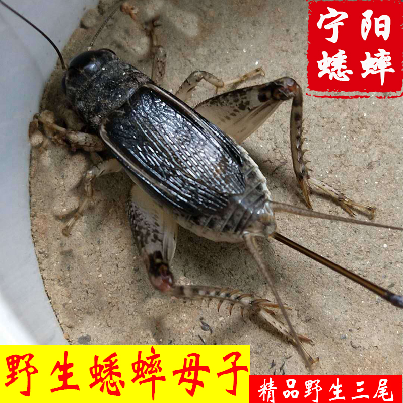 山东野生蛐蛐三尾蟋蟀宁阳斗虫活物活虫母子蛐蛐三尾活体大号盖母