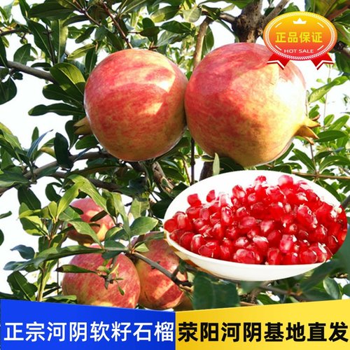 荥阳河阴缘突尼斯软籽石榴礼盒装
