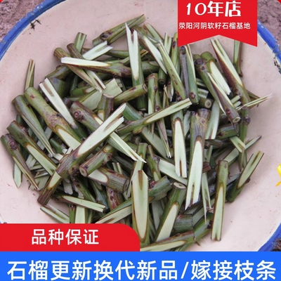 嫁接专用突尼斯软籽石榴枝条接穗