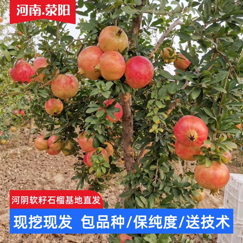 河阴突尼斯2号新品软籽石榴树苗