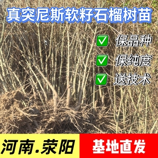 正宗荥阳河阴突尼斯软籽石榴树苗二号无子籽石榴盆栽地栽特大果苗