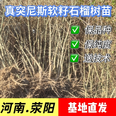 正宗荥阳河阴突尼斯软籽石榴树苗二号无子籽石榴盆栽地栽特大果苗