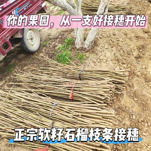 正宗软籽石榴枝条嫁接专用河阴突尼斯幕乐超软籽石榴扦插接穗码子 - 封面