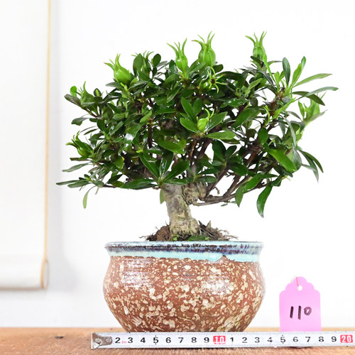 原生日本达摩清誉喜黛玉小叶栀子花小品素材桩 茶桌书桌盆栽