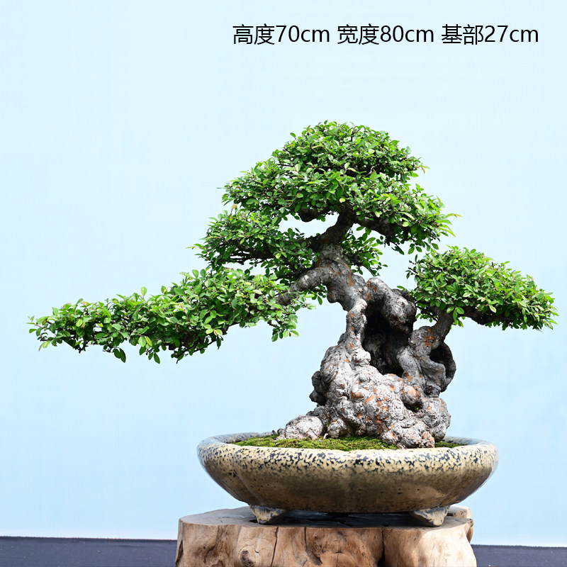 实拍 参展级别 大型榔榆榆树老桩盆景 景观造景树,鲜花速递/花卉仿真/绿植园艺,造型盆景,淘宝优惠券,粉丝福利购,淘宝优惠卷