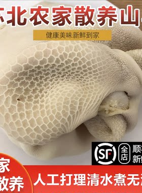 新鲜羊肚全熟散养山羊新鲜