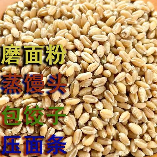 磨面粉包饺子小麦粒麦粒煮粥优质喂宠物猫草食用颗粒榨汁麦芽糖