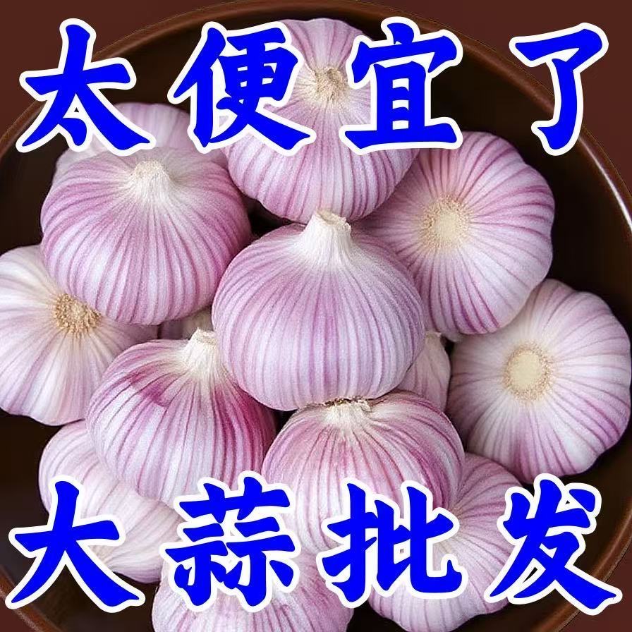 山东金乡大蒜头种籽干蒜种子5斤装紫皮2斤新鲜多瓣农家已出小芽