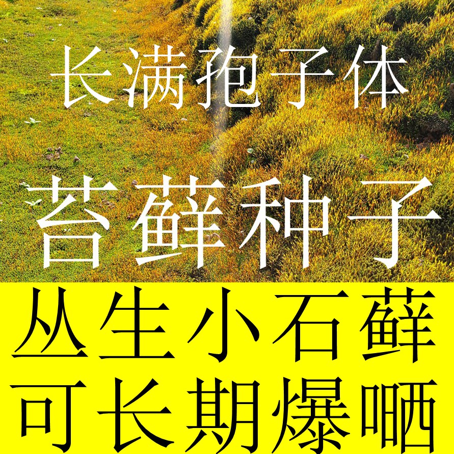 苔藓种子青苔孢子粉丛生小石藓星星沙藓东亚砂朵朵藓耐爆晒兰花藓