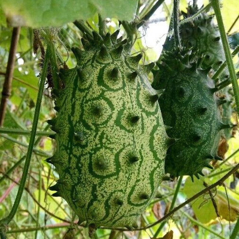 Fire ginseng fruit seed Africa Melon Cucumis metuliferus Mars sea cucumber characteristic cucumber Climbing fruit seedin the Flower delivery/Flowers simulation/Plants gardening , Flowers/Fruits and vegetables/Lawn seed (New) , Home &amp; Garden Seeds  category - from Buy2taobao.com to provide professional Taobao agent buy service