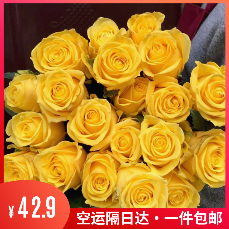 金枝玉叶玫瑰鲜花金香玉大花苞黄玫瑰昆明基地直发新鲜家庭包邮