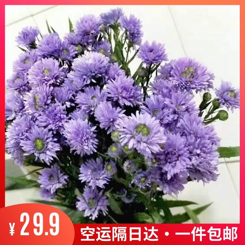紫苑重瓣鲜花孔雀草云南基地直发空运包邮家庭办公室插花