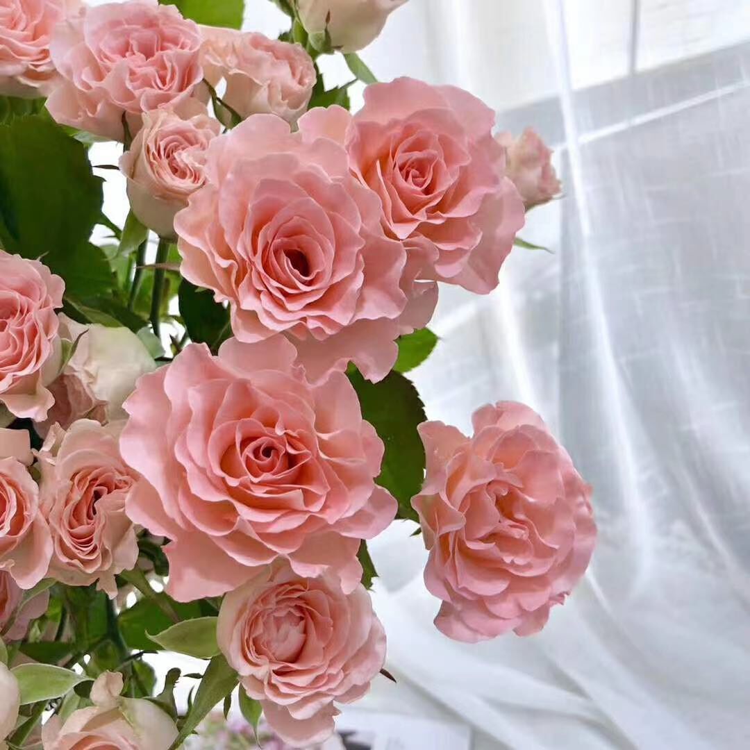 迪瑞特玫瑰稀有品牌玫瑰骄傲暮光之城嘉年华莫兰迪洛神