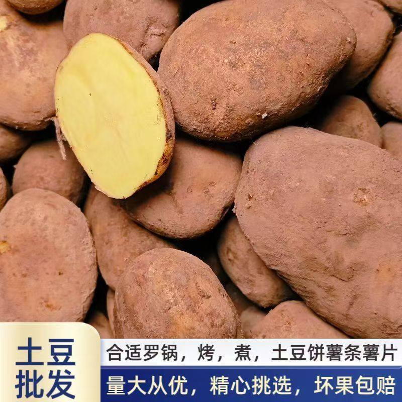 土豆批发30-70斤本地发批发价贵州纳雍威宁黄心米拉洋芋新鲜现挖