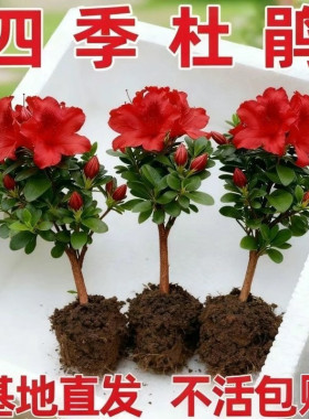 【可水培】红杜鹃花苗盆栽带花苞四季开花不断室内花卉绿植物好养