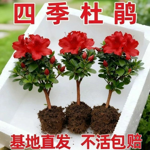 【可水培】红杜鹃花苗盆栽带花苞四季开花不断室内花卉绿植物好养