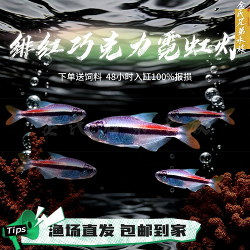 绯红巧克力霓虹小型热带灯鱼热带鱼淡水群游草缸观赏鱼小鱼灯科鱼