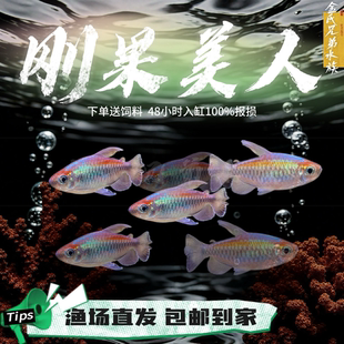刚果美人热带鱼观赏鱼电光美人石美人鱼斑马红绿灯活体鱼苗群游鱼