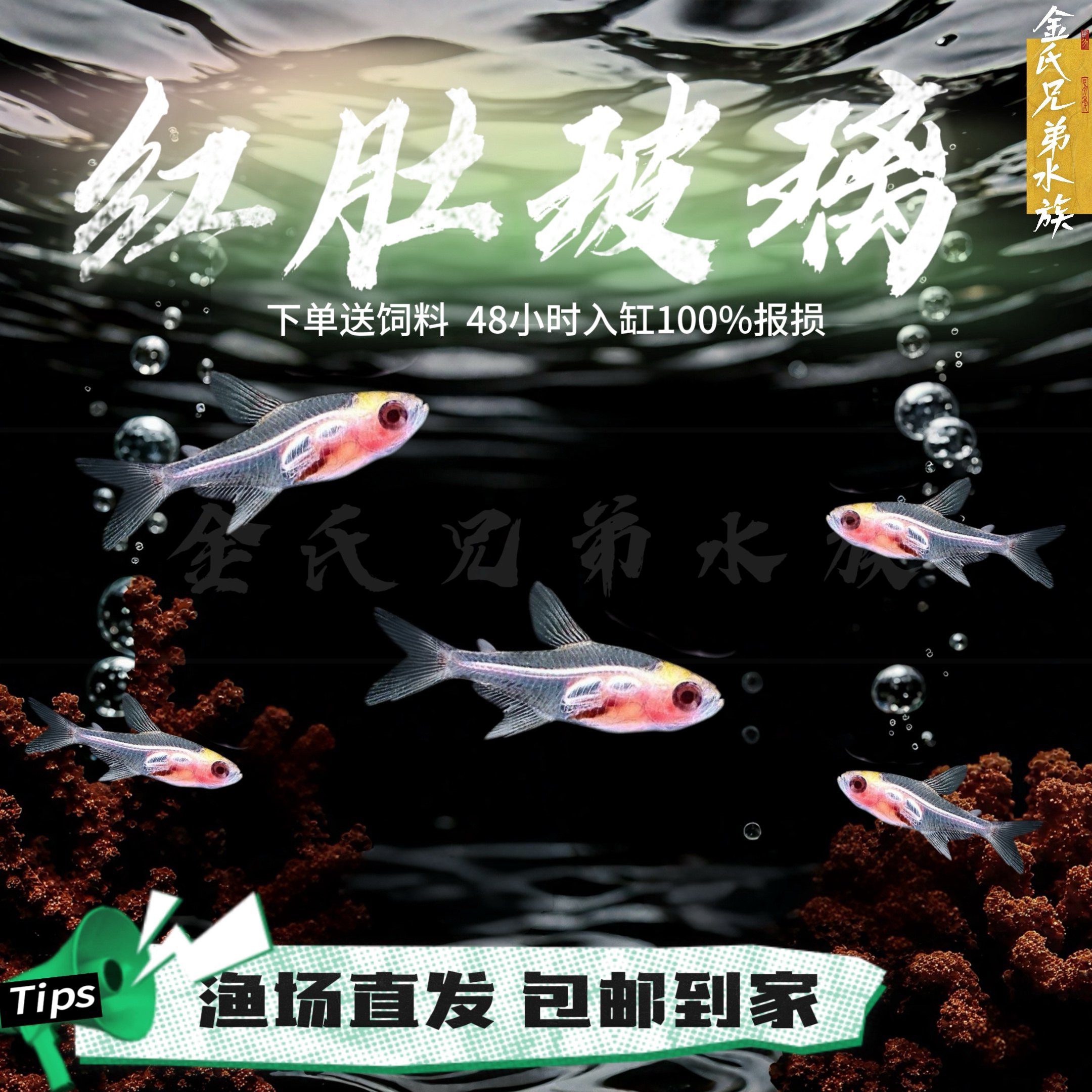红肚玻璃灯鱼活体透明灯鱼热带鱼观赏小型草缸淡水宠物小鱼混养鱼