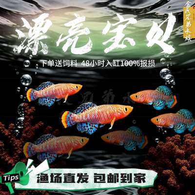 超级蓝国国王进口灯科