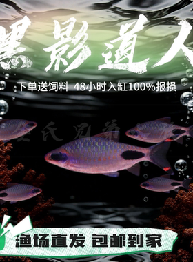 进口原生鱼群游中型黑影道人