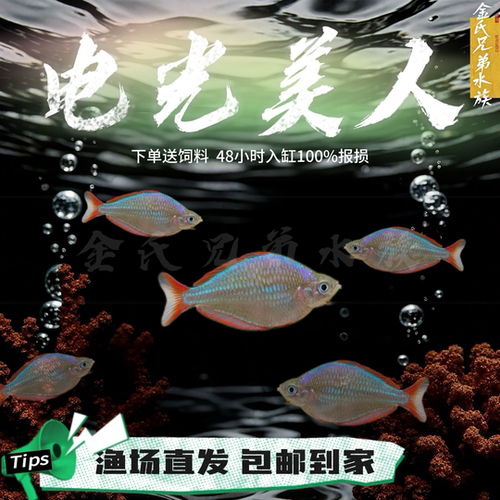 电光美人鱼热带观赏鱼小型活体淡水宠物好养易活群游草缸鱼可混养
