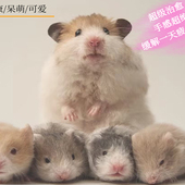 家养仓鼠活物纯种金丝熊波利肉桂黑白黄长短直毛学生宿舍萌宠包活