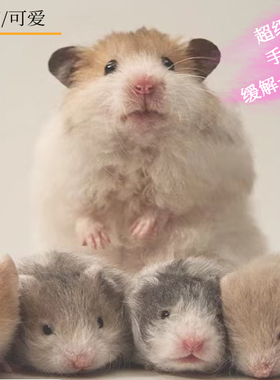 家养仓鼠活物纯种金丝熊波利肉桂黑白黄长短直毛学生宿舍萌宠包活