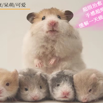 家养波利金丝熊辅食富养健康活泼