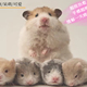 家养仓鼠活物纯种金丝熊波利肉桂黑白黄长短直毛学生宿舍萌宠包活