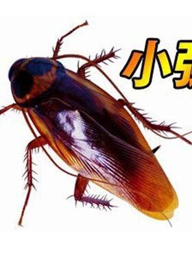 整人玩具蟑螂虫子吓人恶搞怪仿真