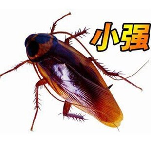 100个 整人玩具仿真假蟑螂小强整蛊道具吓人恶搞怪道具愚人节虫子