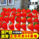 现货丹东99草莓大果新鲜草莓红颜九九牛奶东港奶油草莓