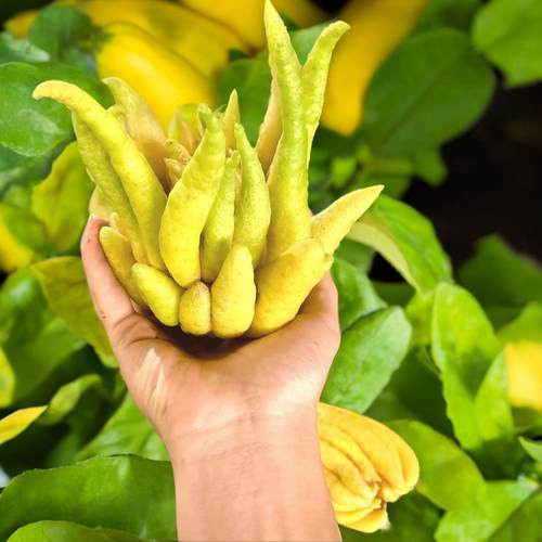 【现摘现发】源产地采摘川佛手佛手香味四溢佛手柑佛手果水培清供